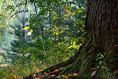 photo "September"