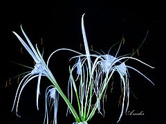 photo "White narcissus"