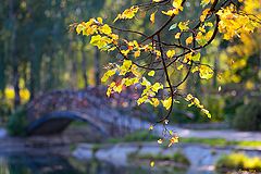 photo "Autumn motive"