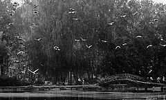 photo "Doves fly..."