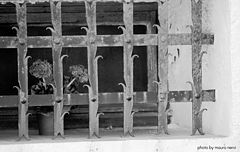 photo "the cage"