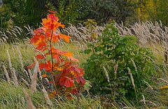 photo "Autumn time"