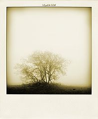 фото "visible world"
