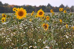 photo "Autumn Sunflowers"