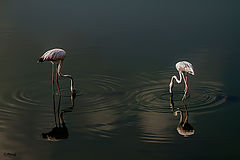 фото "Flamingos"