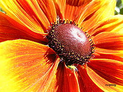 фото "Summer"
