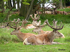 фото "Wildlife"