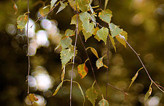 photo "***"