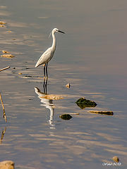photo "Contemplation"