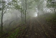 фото "В осеннем лесу."