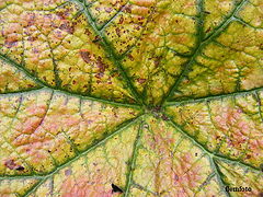 фото "Autumn"
