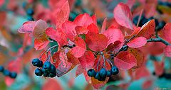 photo "chokeberry"