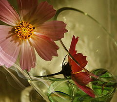 photo "***"