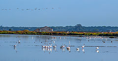 фото "TEJO Estuary"