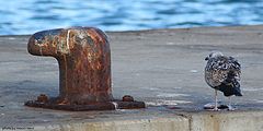 photo "in the port"