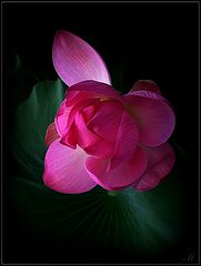 photo "Dance a lily on eyelash night"