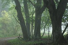 photo "***"