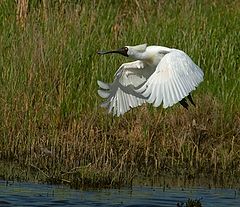 фото "Spoonbill"