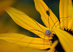 photo "***"
