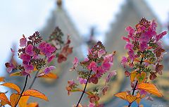 photo "Autumn ​​Flowers"