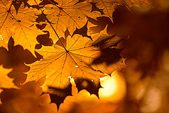 photo "***"