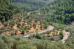 photo "Terrazas de oliva"