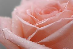 photo "flower"