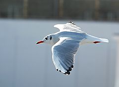 photo "In The Air"