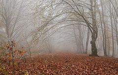 photo "***"
