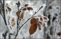 фото "Ольха"