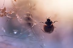 photo "***"