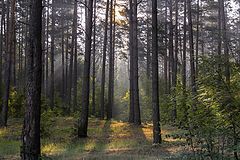 фото "Сказочный лес"