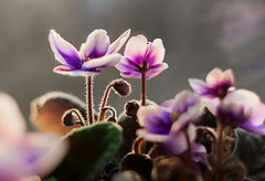 фото "К СОЛНЦУ"