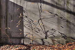 photo "***"