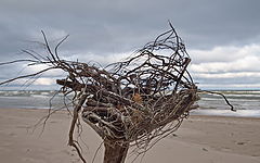 фото "Гнездо для Осени"