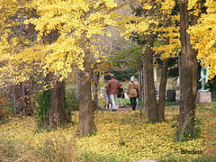 фото "Autumn"