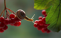 photo "***"