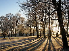 photo "Lights and Shadows in November"