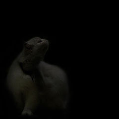 photo "***"