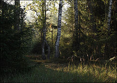 photo "***"