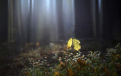 photo "***"