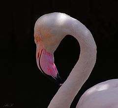 photo "pink"