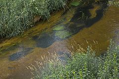 фото "Подводный охотник"