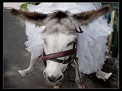фото "Нашла себе осла :))"