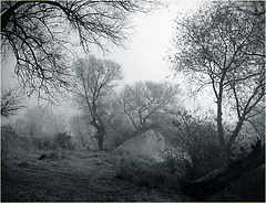 photo "***"