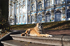 фото "Верный слуга"