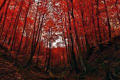 фото "Red forest"