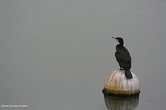 photo "cormorant"