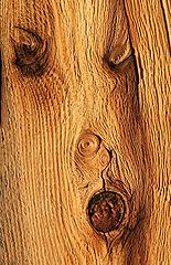 фото "Knotty But Nice"