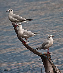 фото "Trio"